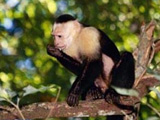 Auslandspraktikum in Costa Rica